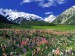 Spring_Meadow,_New_Zealand_Wallpaper_kbgds